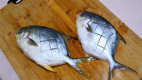 兑命 銀鯧魚飼養